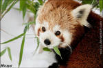 No,I do not think I want to share my bamboo,thanks by woxys