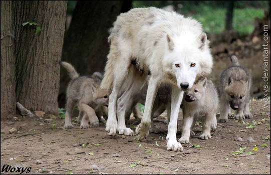 Lead the big pack, mommy!