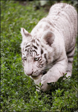 Baby tiger: learning to stalk by woxys