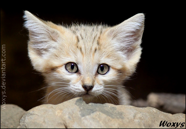 A kitty who wanted to be a fennec fox...