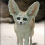 Fennec fox: I am new in the town