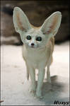 Fennec fox: I am new in the town