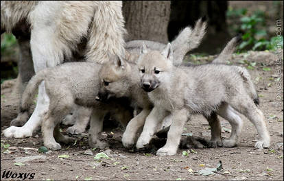 Wolf puppies