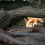 Shy, yet curious