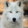 Can you get tired of wolves?