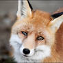 When a Foxie needs a hug