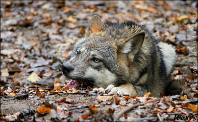 Dinner in Autumn