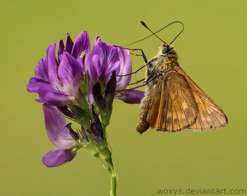 Motyl by woxys Motyl by woxys