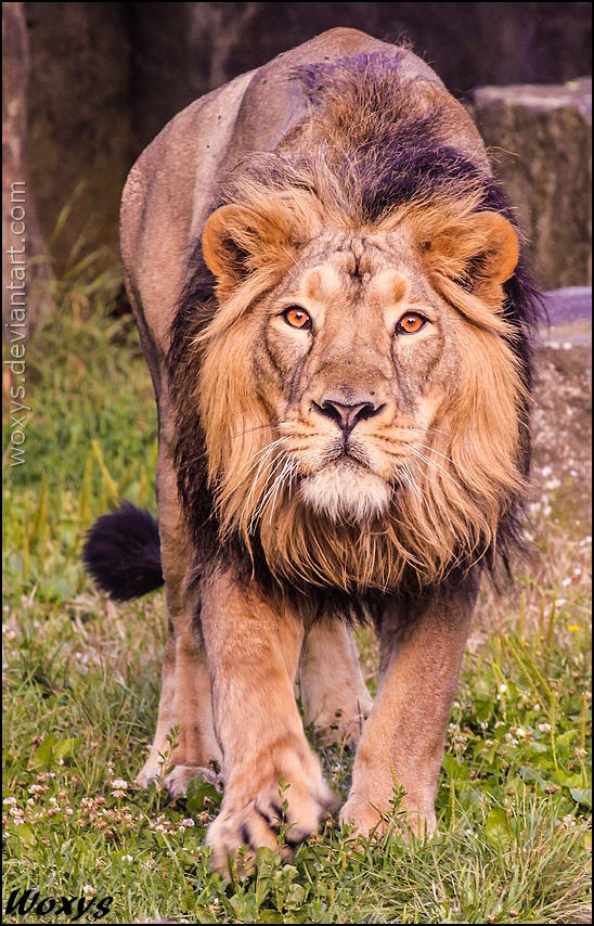King of India by woxys on DeviantArt King of India by woxys on DeviantArt