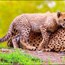 I love you, mommy