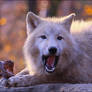 Be happy as a greedy wolf