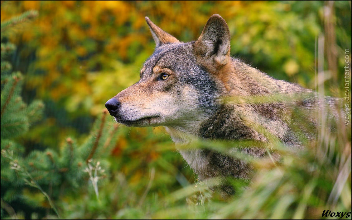 Sniffing the Autumn in the air by woxys