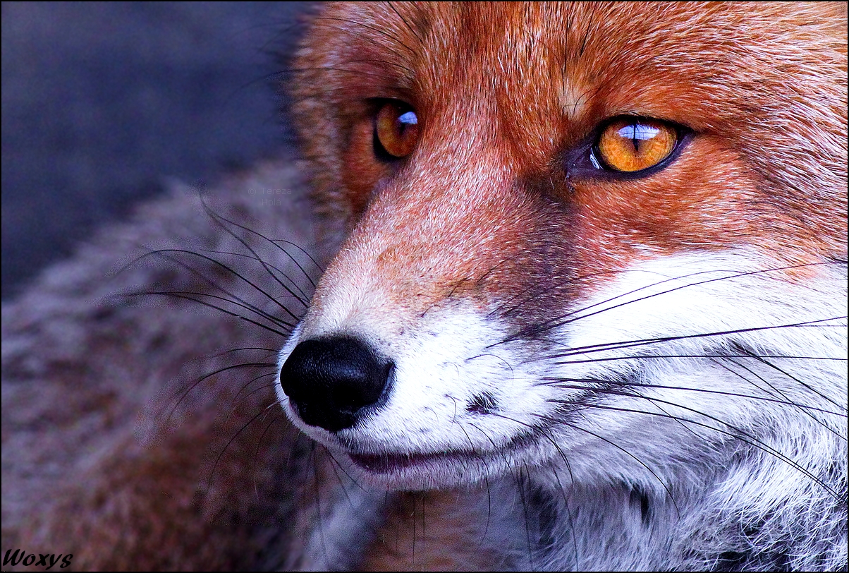 Fox tereza 