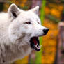 WHAT?! You say that Winter is coming?!