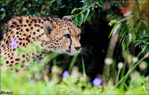 Hidden behind the flowers