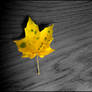 Autumn Leaves Wallpaper 2