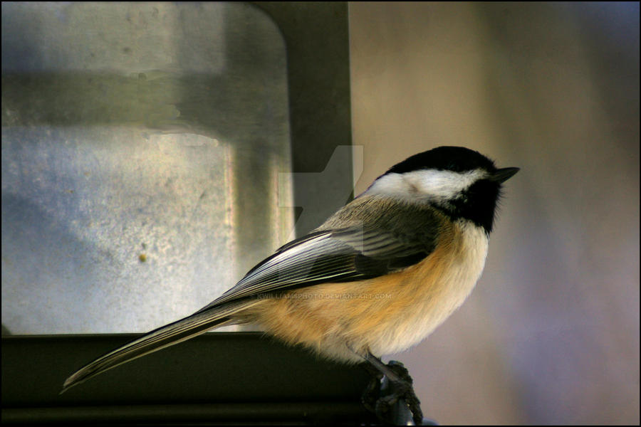 Chickadee 4