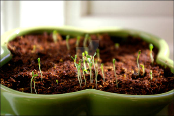 Seedlings