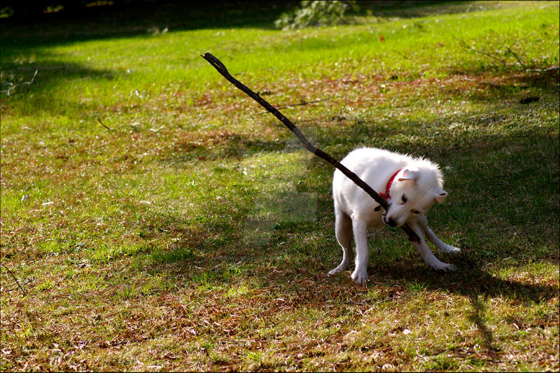 Max versus the Stick