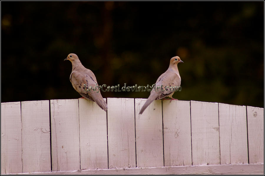 Mourning Doves - Bookends