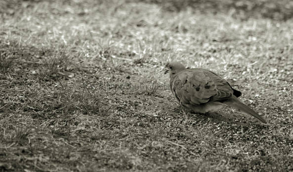 Mourning Dove Black and White