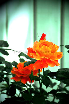 Orange Roses