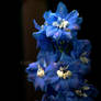 Blue Delphinium