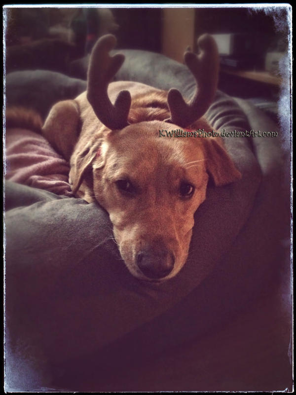 Sadie Sue Shagbottom and the Antler Incident