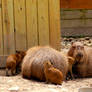 Capybara 1