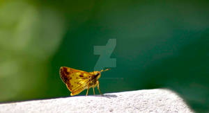 Zabulon Skipper - Male