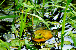 Green Frog