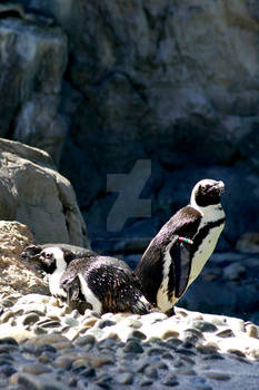 African Penguin 5