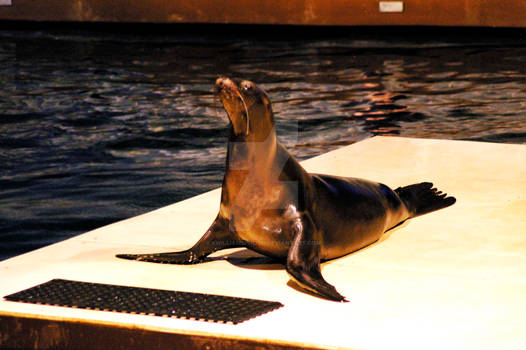 Sea Lion 9