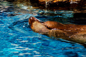 Sea Lion 14