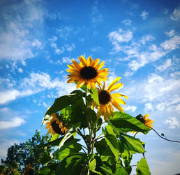 Sunflower Sunset