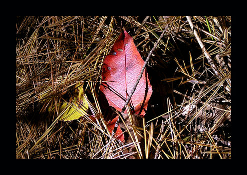 Red Leaf 2