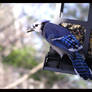 Blue Jay