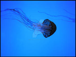 Jelly Fish