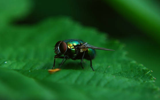 a fly