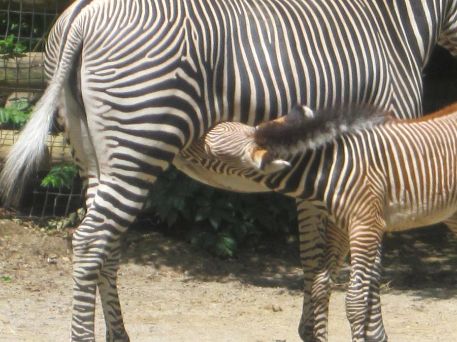 Baby Zebra nursing