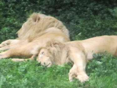 Twin White Lions Sleeping