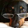 dachshund, intellectual