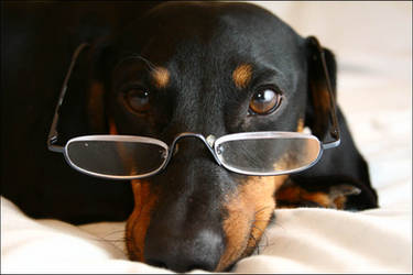 dachshund, intellectual