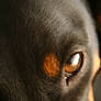 Eye of the dachshund