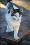 Campground Kitty... by LadyAliceofOz