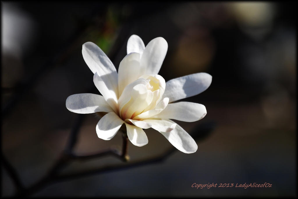 Sweet Magnolia...