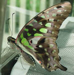 Bright Green Just Hatched by LadyAliceofOz