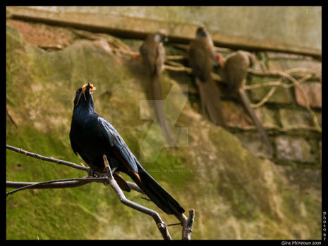 bird paignton zoo