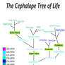 The Cephalope Tree of Life
