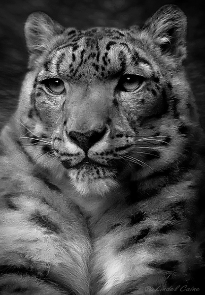 Contemplation